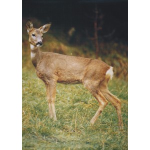 Scheibe Reh für Jagdprüfung (St. Gallen)