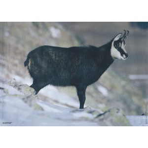 Scheibe Gams für Jagdprüfung (St. Gallen)